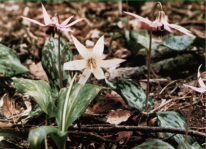 練馬区の木と花　カタクリの花